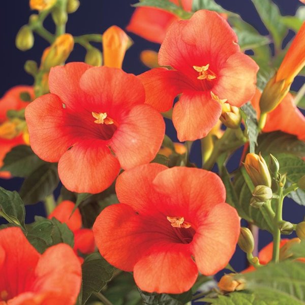 Storblommig trumpetranka, 5-pack