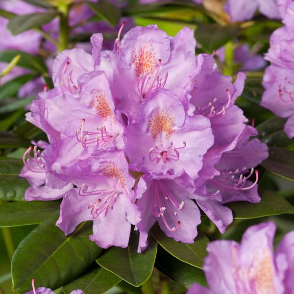 Parkrododendron "Catawbiense", 30-40 cm, 5-Pack