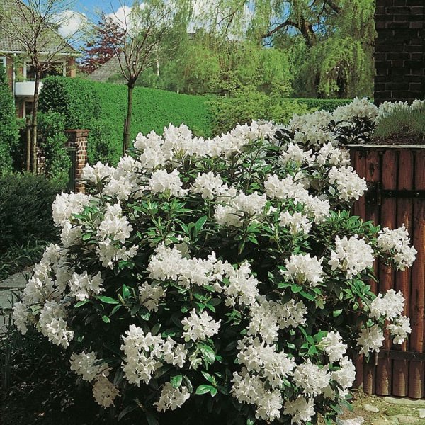 Parkrododendron Cunningham`s White, 30-40 cm, 10-Pack