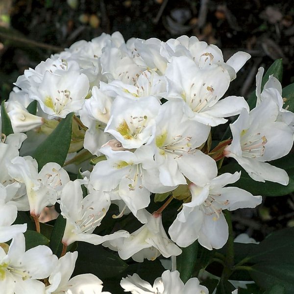 Parkrododendron Cunningham`s White, 30-40 cm, 3-Pack