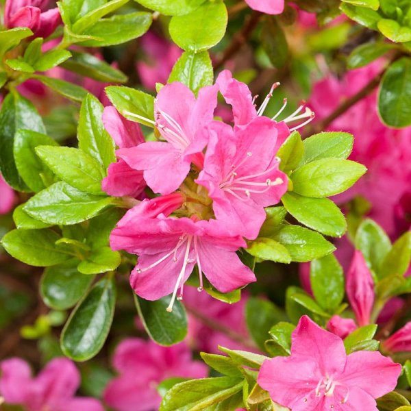 Japansk azalea "Kermesina", 20-25 cm, 10-Pack