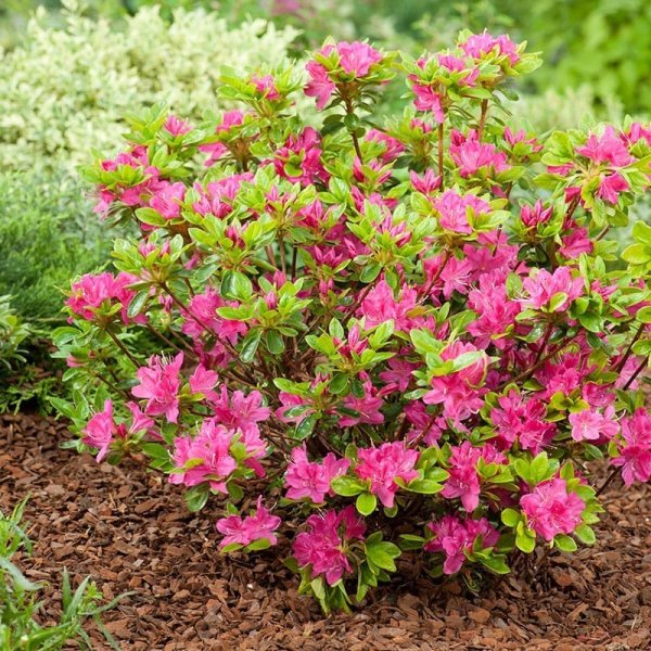 Japansk azalea "Kermesina", 20-25 cm, 3-Pack