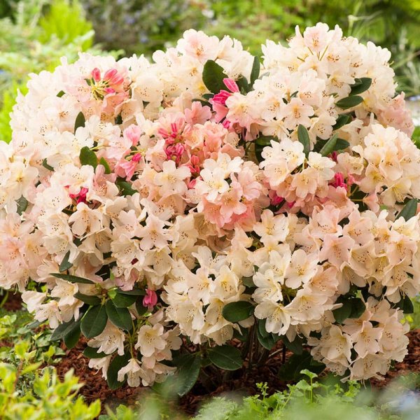 Rododendron hybr. "Percy Wiseman", 25-30 cm, 10-Pack