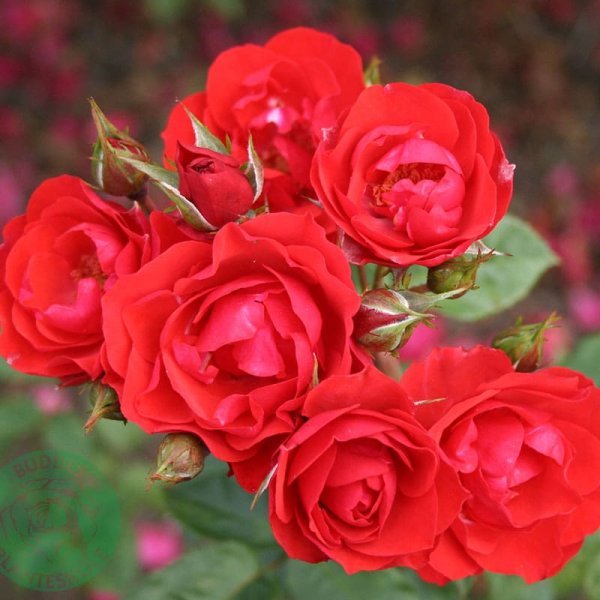 Flerblommig buskros Allotria, 5-Pack
