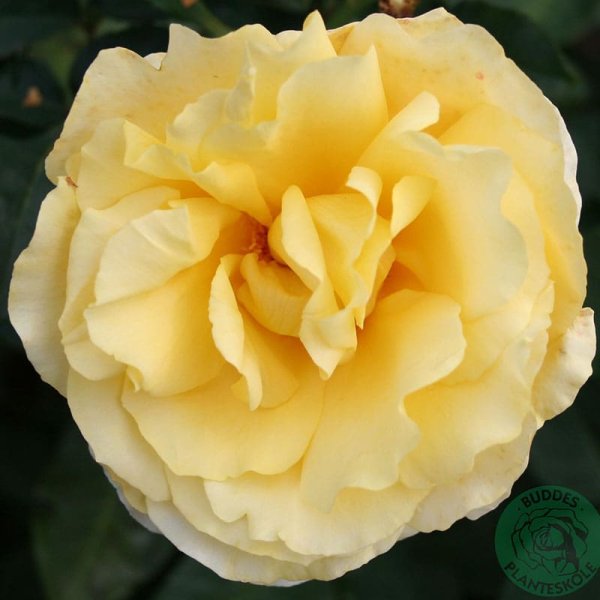 Storblommig ros Tivoli 150, 5-Pack