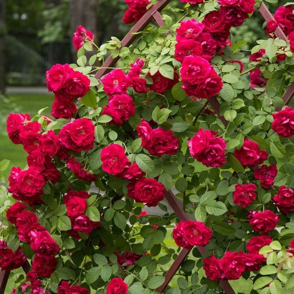 Klätterros Flammentanz, 1-Pack