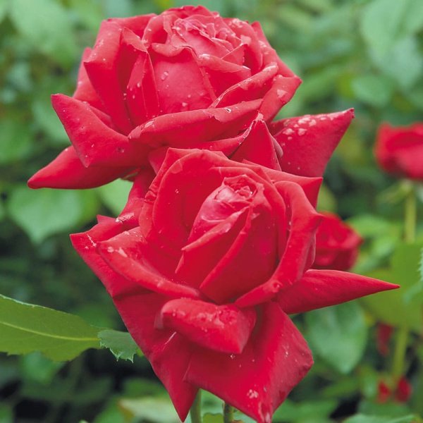 Storblommig ros Isabella Rossellini, 10-Pack