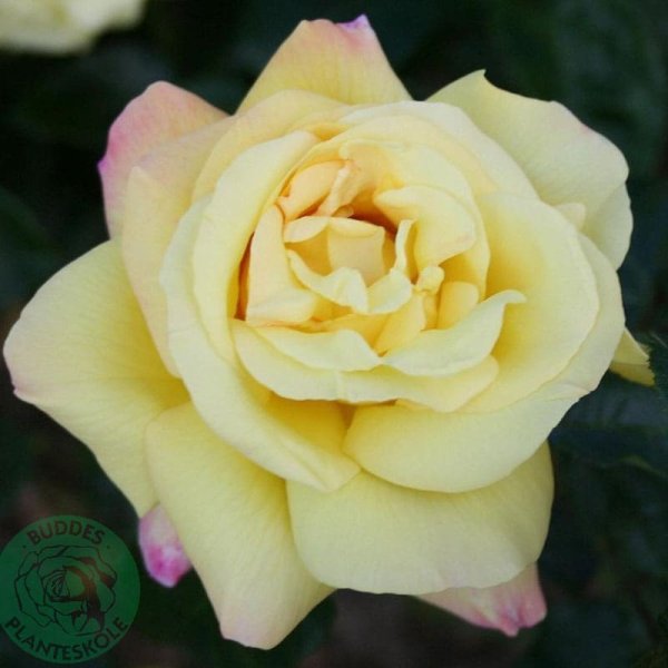 Storblommig ros Peace, 1-Pack