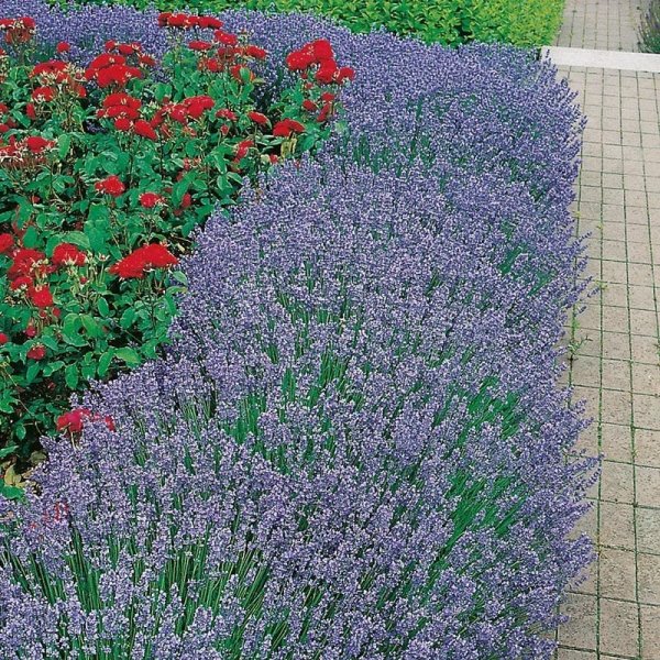 Lavendel "Hidcote", 15-Pack