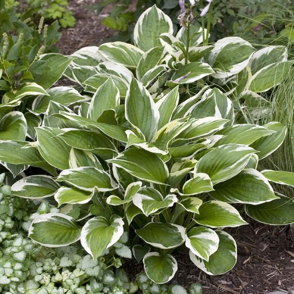 Blomsterfunkia "Patriot", 6-Pack