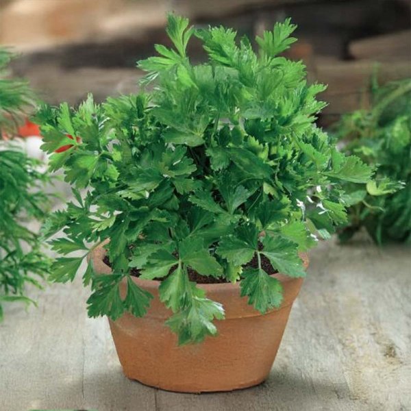 Lehtiselleri 'Gewone Snij'