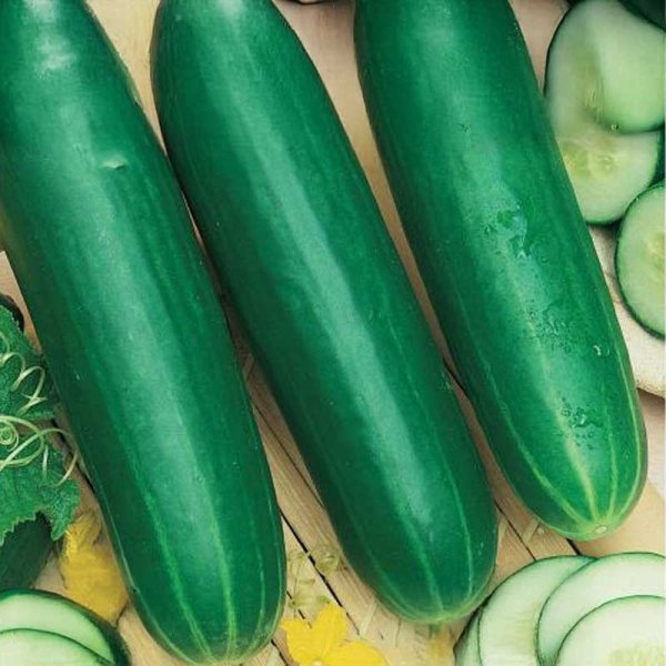 Avomaankurkku 'Fatum'