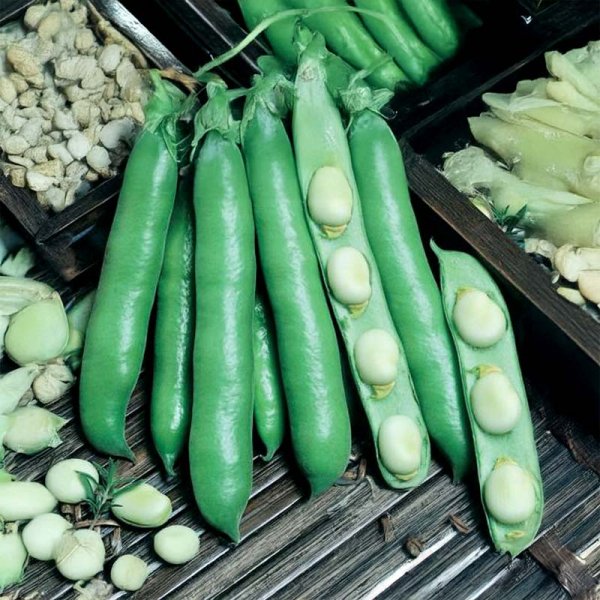 Härkäpapu 'Dreifach Weisse'