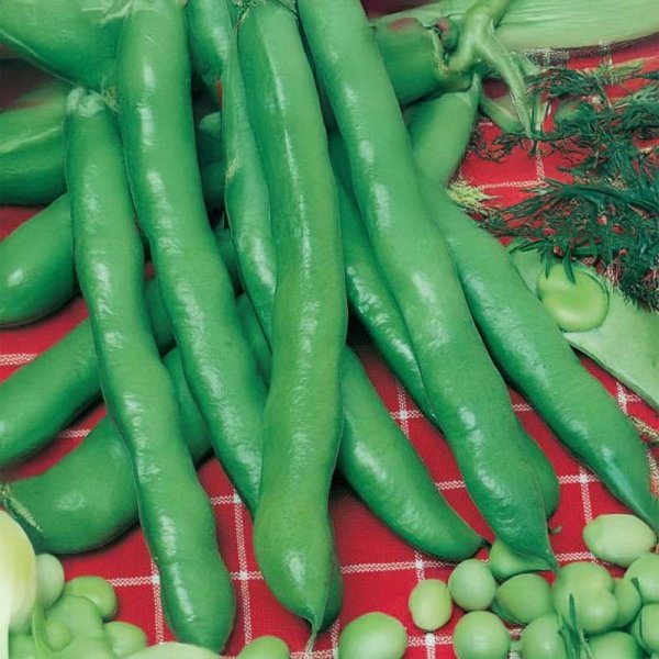 Härkäpapu 'Hangdown Grünkernig'