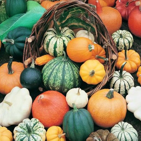 Kurpitsa 'Gourmet Mix'