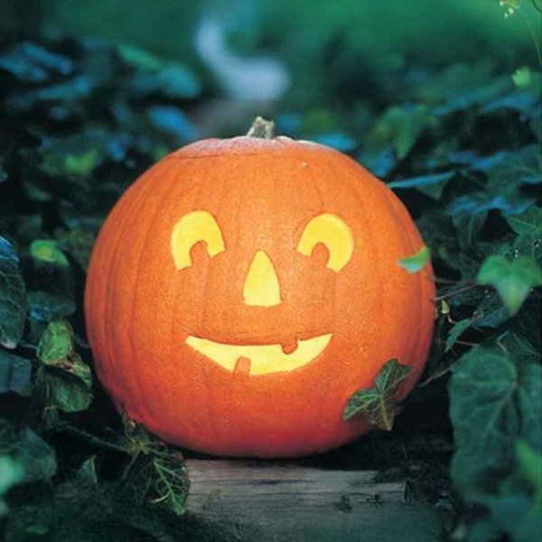 Öljykurpitsa 'Tom Fox'