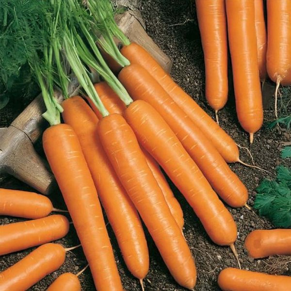 Kesäporkkana 'Laguna' F1