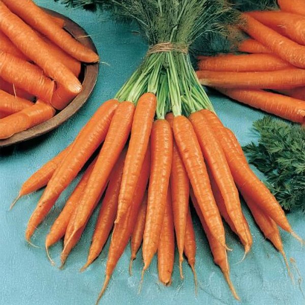 Kesäporkkana 'Sugarsnax 54' F1