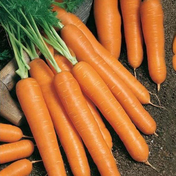 Kesäporkkana 'Napoli' F1