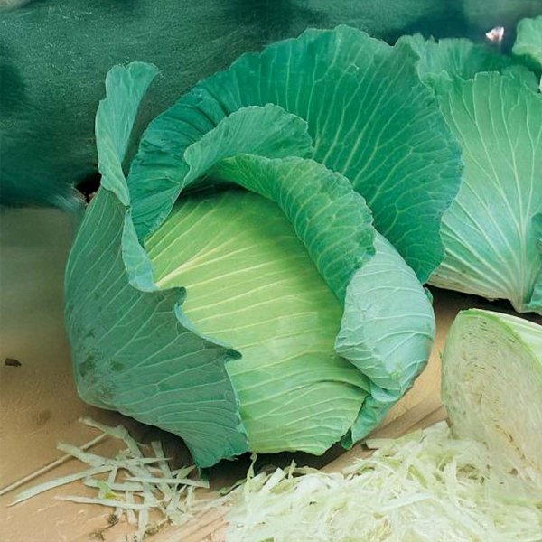 Valkokaali 'Golden Acre'