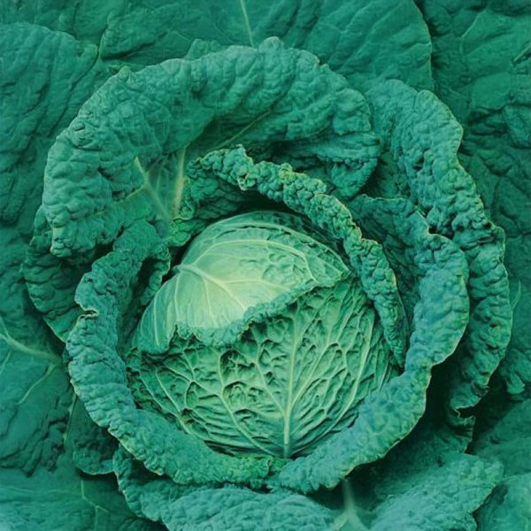 Savojinkaali 'Vertus 2'