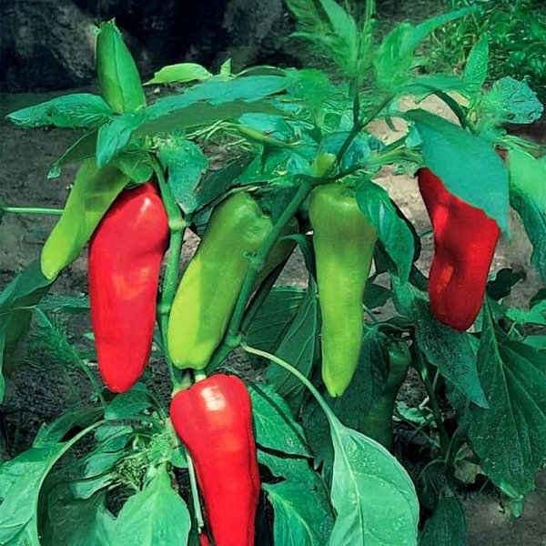 Makea paprika 'Kostas' F1