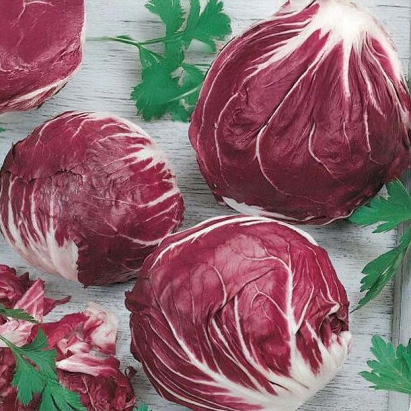 Radicchio 'Palla Rossa 2'