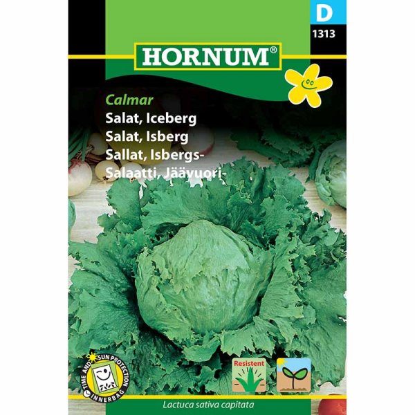 Jäävuorisalaatti 'Calmar'