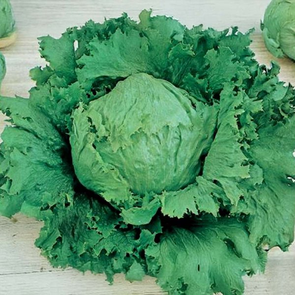 Jäävuorisalaatti 'Calmar'