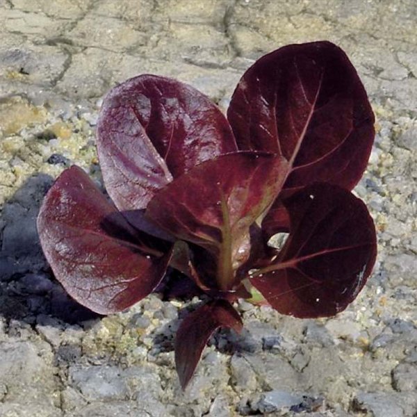 Roomansalaatti 'Ovired'