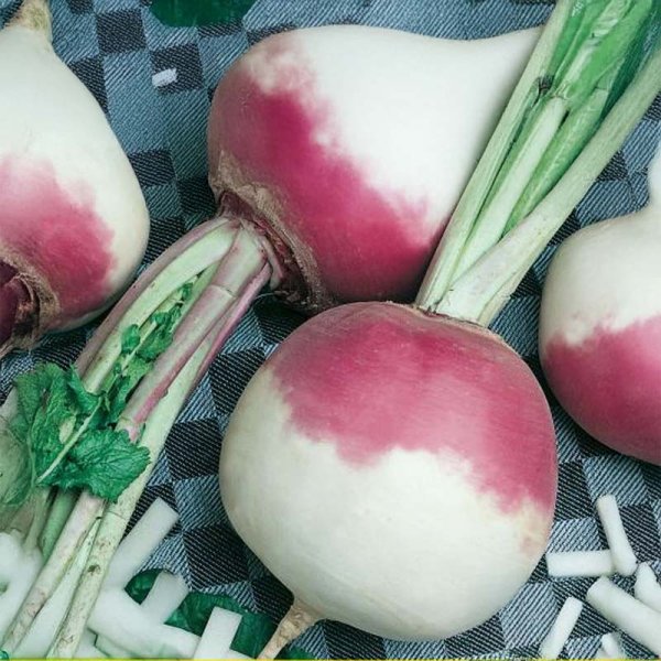 Nauris 'Ronde Witte Roodkop'