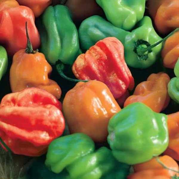Chili 'Habanero Mix'