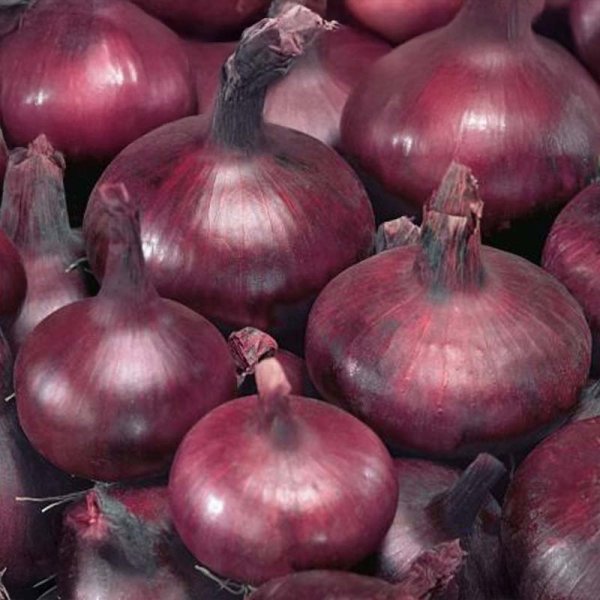 Punainen sipuli 'Braunschweiger Dunkelblutrote'