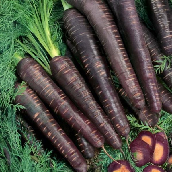 Kesäporkkana 'Purple Haze' F1