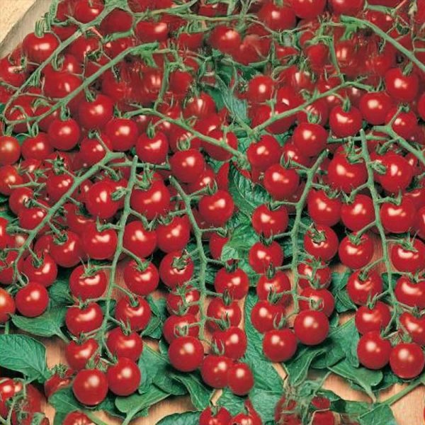 Tomato Vinbärstomat