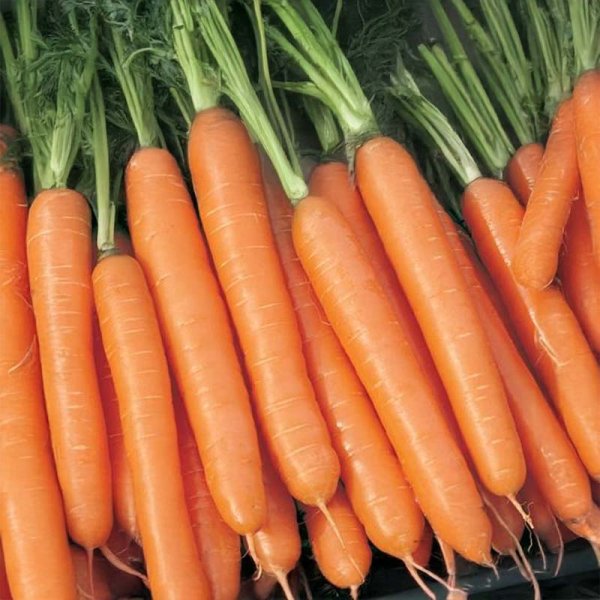 Kesäporkkana 'Nominator' F1