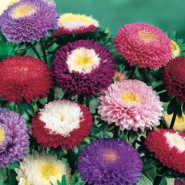 Asteri 'Pompon mix'
