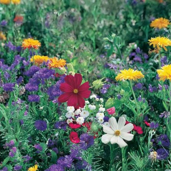 Kukkaseos Niitty ja Pelto