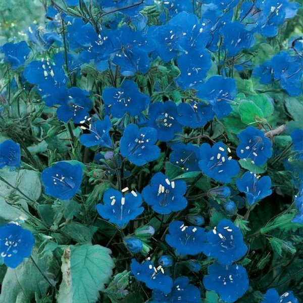 Hunajakukanukka 'Honeybee Friend'