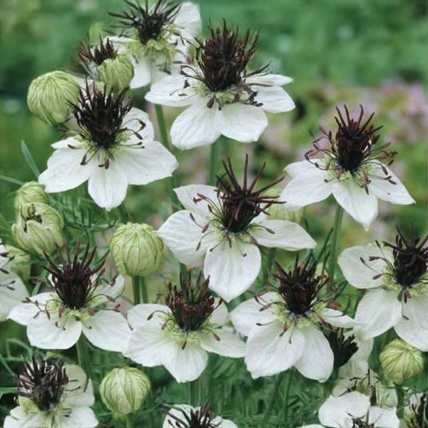 Neidonkukka 'African Bride'