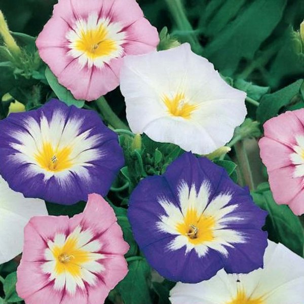 Köynnöskrassi 'Shooting Star'