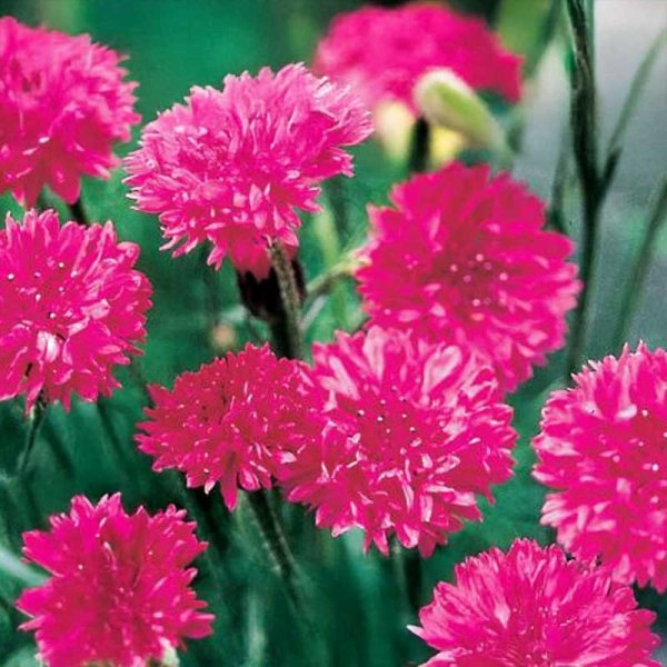 Ruiskaunokki 'Red Lola'