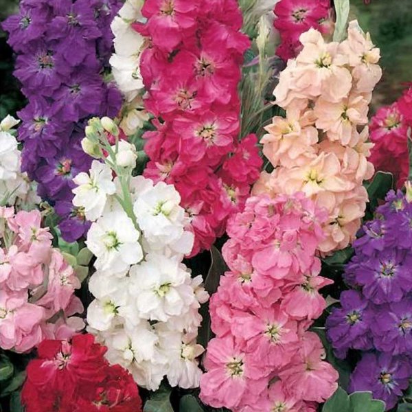 Harjaneilikka 'Aroma'