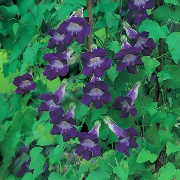 Köynnösleijonankita 'Bocca'