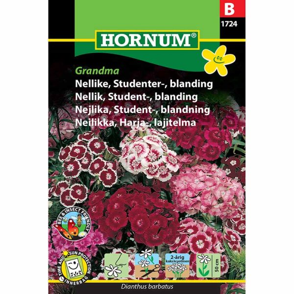 Oppilasneilikka 'Grandma'