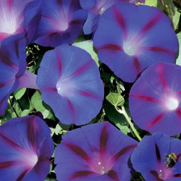 Aamukukka 'Magic Morning'