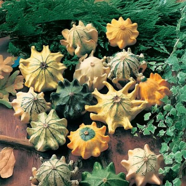 Koristekurpitsa 'Star-Mix'