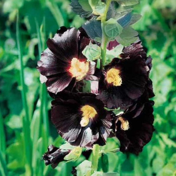 Salkoruusu 'Dark Beauty'