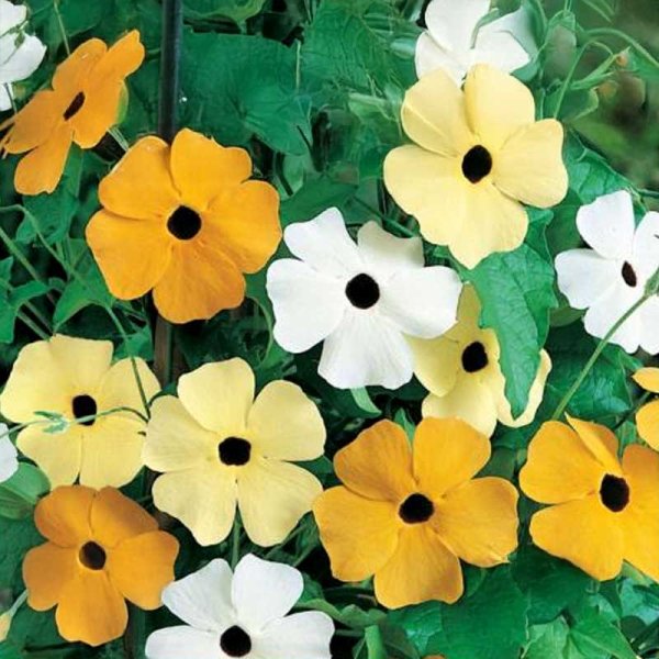 Mustasilmäsusanna 'Dark Eyed'