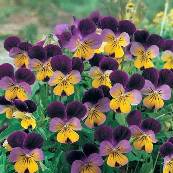 Sarviorvokki 'Johnny Jump Up'